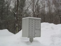 39 Silver Birch