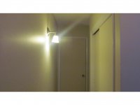 39 Silver Birch