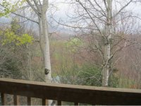 695 EAST MTN RD (Whif F8) WHIFFLETREE