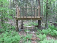 342 Helvi Hill