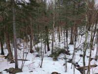 241 Hemlock Ridge