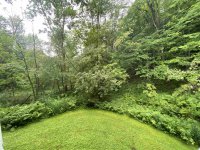 62 Silver Birch