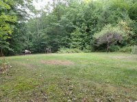 172 Birch Tree