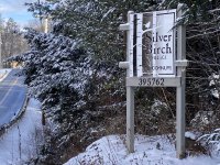 62 Silver Birch